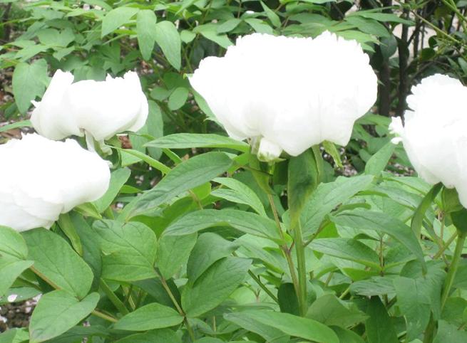 White Peony root seeds